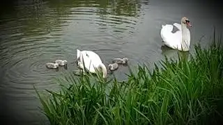 Лебеди на р. Гиага!