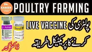 Live Poultry Vaccination Method in Pakistan