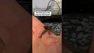 I didn’t think he would make it this far! At the end you can tell hes a male #petoctopus #thereefdoc