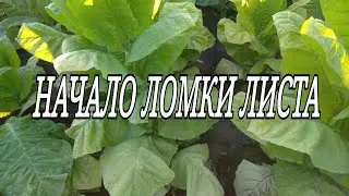 НАЧАЛО ЛОМКИ ЛИСТА