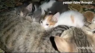 maman chat et ses petits chatons