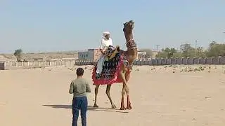 thar Camel 🐪🐫 romance desert dance 🐪