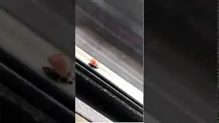Ladybug taking a dump
