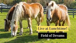 Live at Lunchtime: Field of Dreams