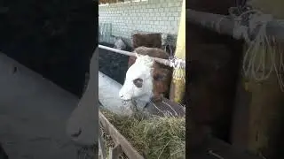 бычки на откорме , Дагестан,