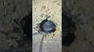 Не наступайте на эту милую рыбку