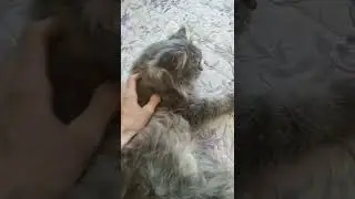 ✨ балдеет✨ 