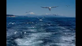 Чайки над водой