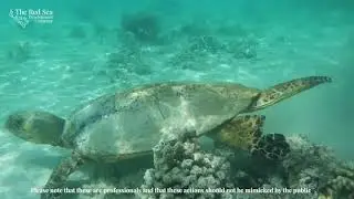 Rescuing a Hawksbill turtle at The Red Sea Project