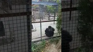 Бурная обезьяна успокоилась.Зоопарк Сказка Олега Зубков, Ялта Крым