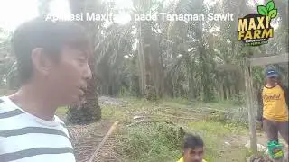 Aplikasi MaxiFarm dan MaxiHumat pada tanaman Sawit