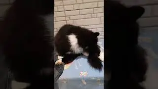 где Боня , Боня везде , на улице обход , в доме обход