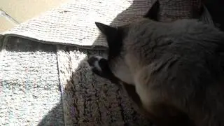 Le Tigre d'Arinsal fait sa toilette