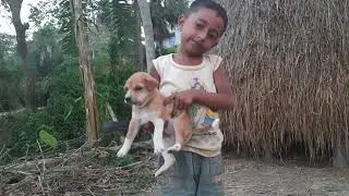 Sweet puppy || কুকুরের ছানা || Baby Dogs