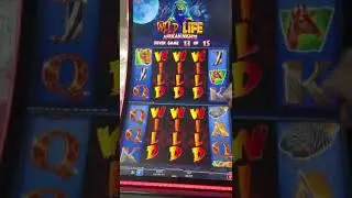 WILD LIFE 3 WILDS BIGGEST ON YOUTUBE MAX BET 6 GRAND $$ ILLINOIS SLOTS