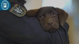 Mi nombre es Keta🐕‍🦺 #PolicíaLocalMálaga 🐾#FelizNavidad y Próspero #AñoNuevo🎄 #Navidad #Málaga #Keta