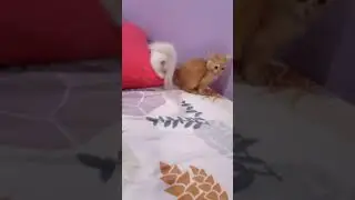 cat siblings wars with eachother