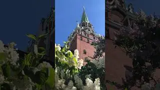 Соловьиные трели в Александровском саду! #соловей #александровскийсад #сирень #кремль