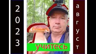 mushroom walks august 2023 kaliningrad region, bagrationovsky district
