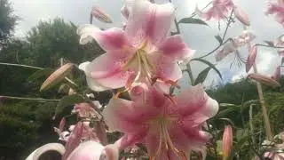 meherbaan (sped up)
