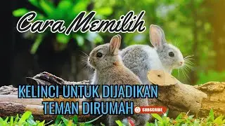 Cara memilih kelinci sebagai hewan peliharaan - Online Zoo