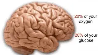 Brain Health & Fitness for Older Adults - OLLI Class #1