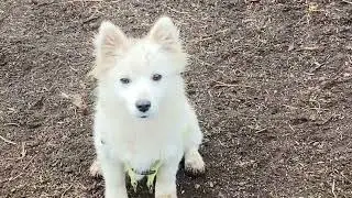 Damızlık Kazların koruyucusu #goose