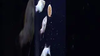 Beautiful Platies 2 