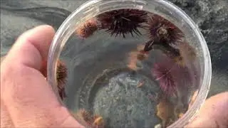 20 urchins in one holdfast