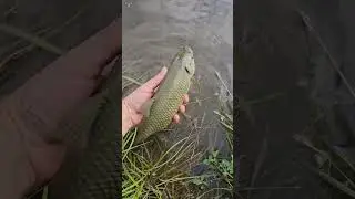 Белый амурчик... Отпускайте мелочь...