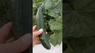 Die erste Gurke ist geerntet und die nächsten folgen schon  🥒 