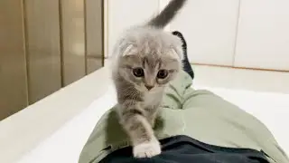 A kitten who came to wake up his owner who overslept was so cute...