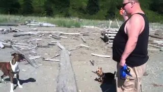 Hugo Tries to Run with Big Dog