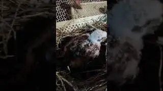 Кормление птенца ястреба- тетеревятника