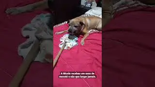 A Cachorra não deixa pegar o osso de mocotó #mocotó #osso #nicole