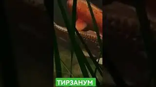Тирзаниум  Фурстенфекдбрук