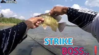 Strike Babon nila tapi kecil...❗#mancingmania #ikannila #fishing