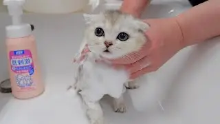 5 kittens took their first bath!