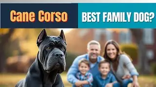 Cane Corso as a Family Dog The Truth REVEALED! 🔥 (Must Watch Before You Buy)