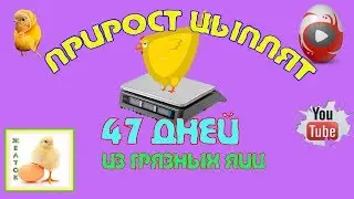 Контрольное взвешивание 47 дней