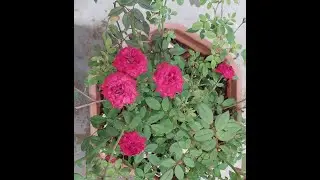 Living with nature intro...