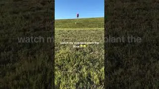 He left a trail with his face 😭 #dogs #dog #animals #cute #dogshorts #shortsviral #funny #doglover