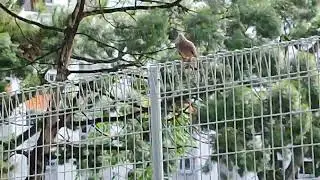 Terkukur / Turtle Dove Calling