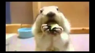 Белка кушает огурец / Squirrel eating a cucumber