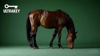 Grazing Horse – Free Green Screen Loop Animation VFX
