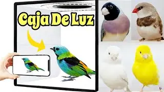 CAJA DE LUZ para fotografia de aves exoticas