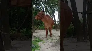 কোরবানির জন্য অপেক্ষা #shorts