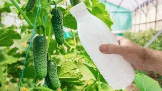 Срочно дайте это Огурцам и Томатам! Они снова позеленеют, не будут болеть и обильно заплодоносят!