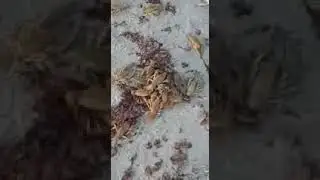 Раки на берегу Каспия ролик 1   11 03 19