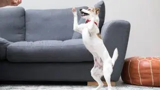 🩸 How To Stop Your Puppy Jumping Up And Down Constantly
